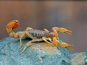 Arizona scorpion season gives us a look at their family dynamic
